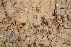 Fritillaria biflora biflora