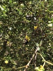 Centris caesalpiniae