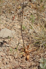Fritillaria biflora biflora