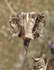 Fritillaria biflora biflora