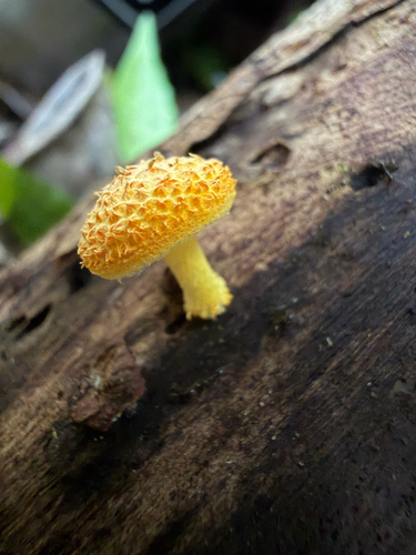 Cyptotrama asprata observed 2026-05-25