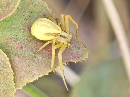 Goldenrod Crab Spider