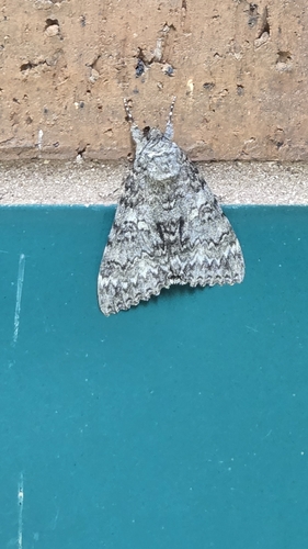Once-married Underwing