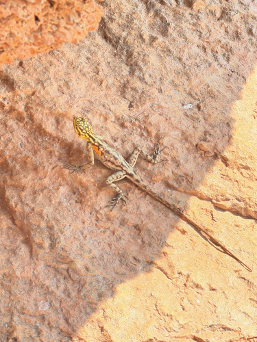 Namib Rock Agama