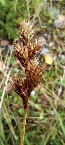 Carex leporina