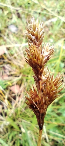 Carex leporina, photograph 2