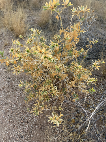 Sandpaper bush