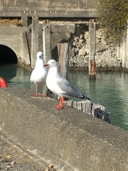 Chroicocephalus novaehollandiae scopulinus