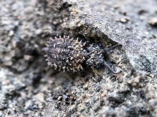 Libelloides macaronius