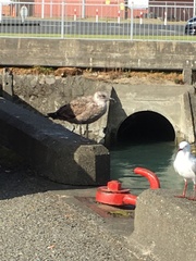 Larus dominicanus dominicanus