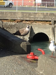 Larus dominicanus dominicanus