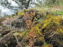 Micranthes occidentalis