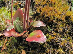 Micranthes occidentalis