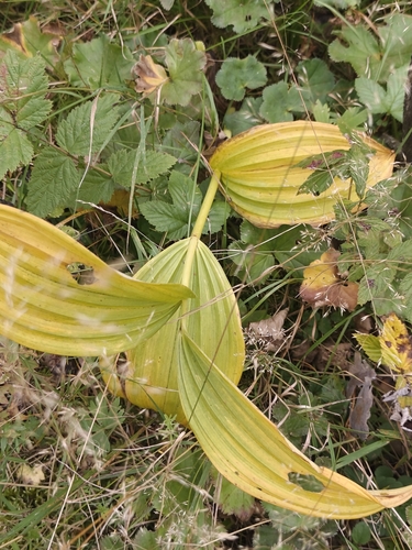 Veratrum lobelianum, photograph 6
