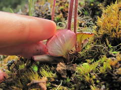 Micranthes occidentalis