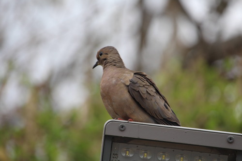 Eared Dove
