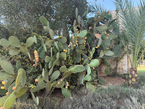 Indian fig opuntia
