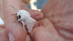 Spilosoma vestalis