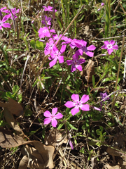 Phlox cuspidata