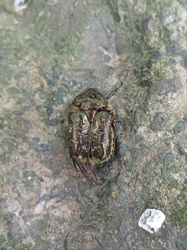 Marbled Rose-chafer