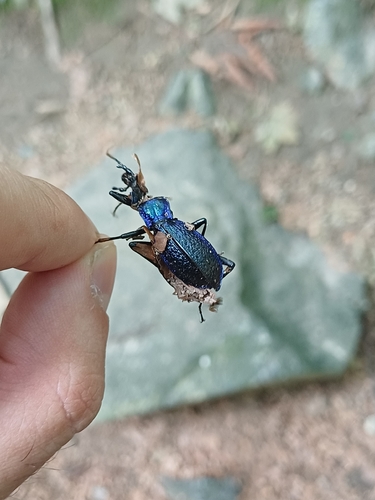 Blue Ground Beetle