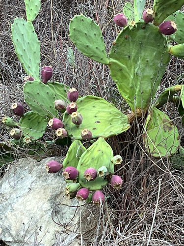beach prickly pear