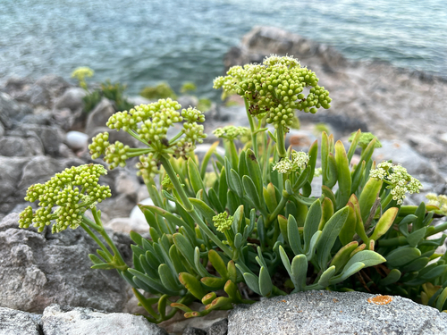 rock samphire