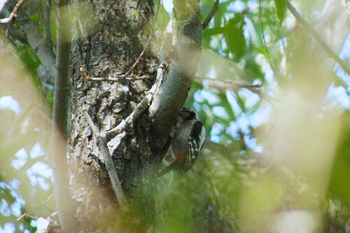 Syrian Woodpecker
