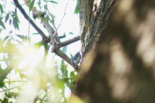 Eurasian Nuthatch
