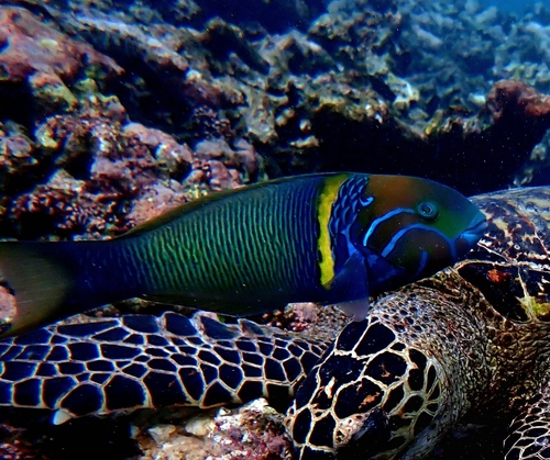 Thalassoma hebraicum observed 2026-09-04