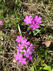 Phlox cuspidata