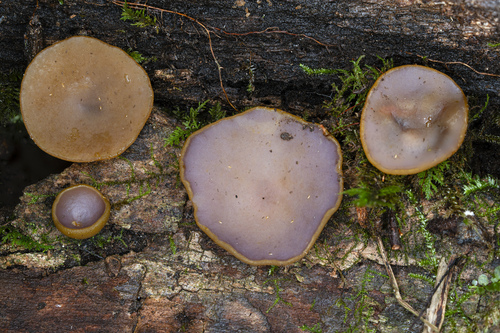 Pezizaceae