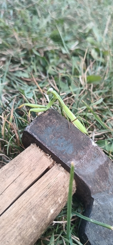 European Mantis