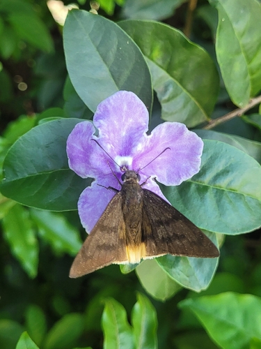 Telegonus anaphus