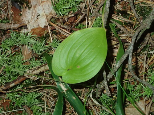 May Lily