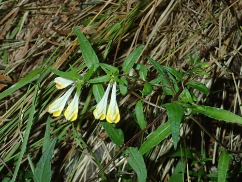 Common Cow-wheat