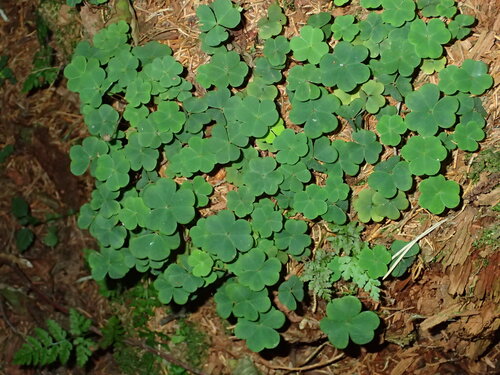 European wood-sorrel