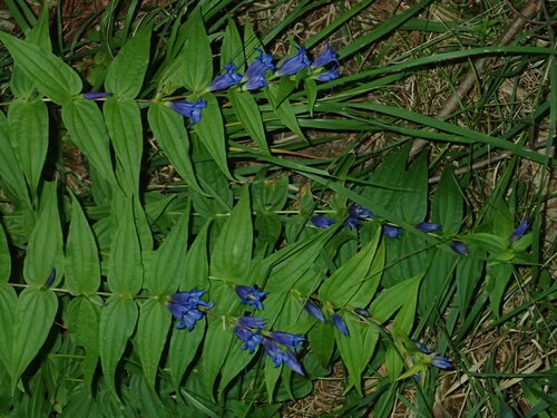 willow gentian