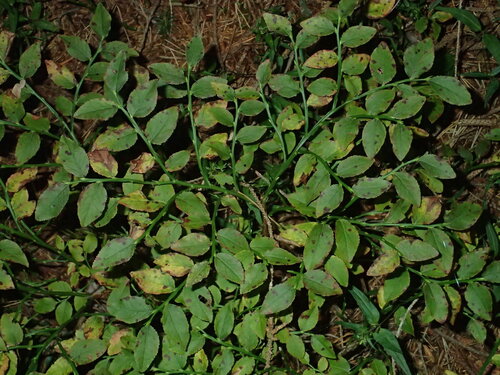 common bilberry