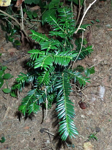 common yew