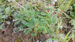 Acaena pinnatifida californica