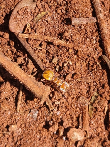 Cephalotes clypeatus