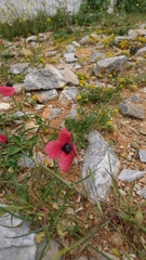 Papaver hybridum