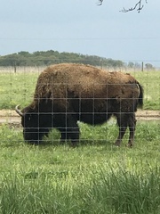 Bison