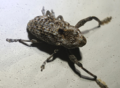 Episcirrus brachialis