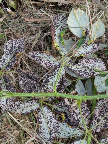 Violet Bramble Rust