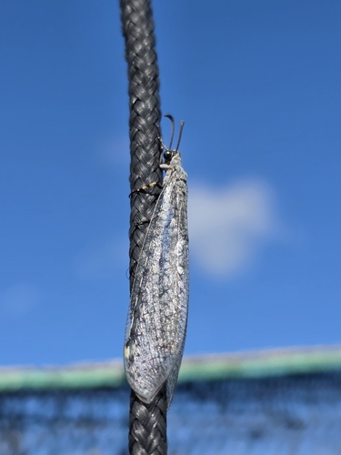 Neleon exitialis