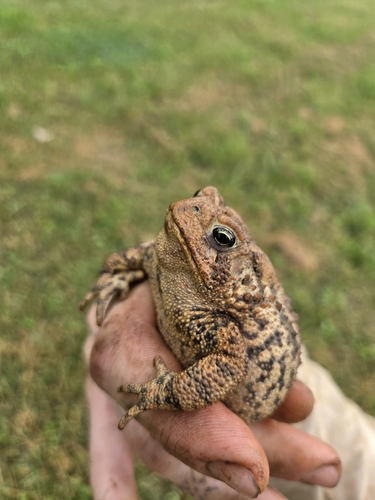 American Toad