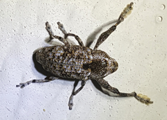 Episcirrus brachialis