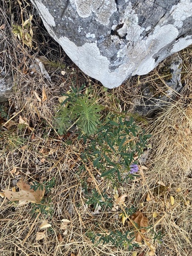 Alfalfa